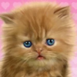 Logo of Baby Cat android Application 